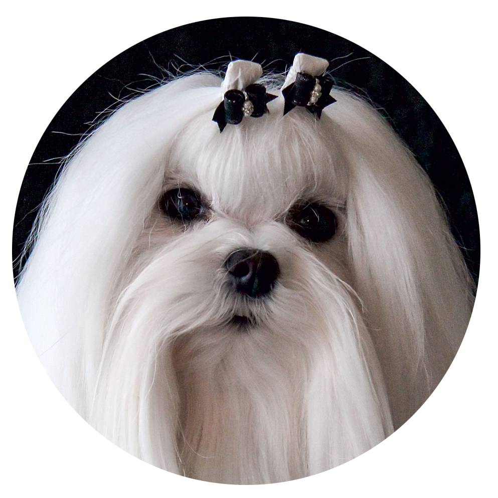 Bichon Frise