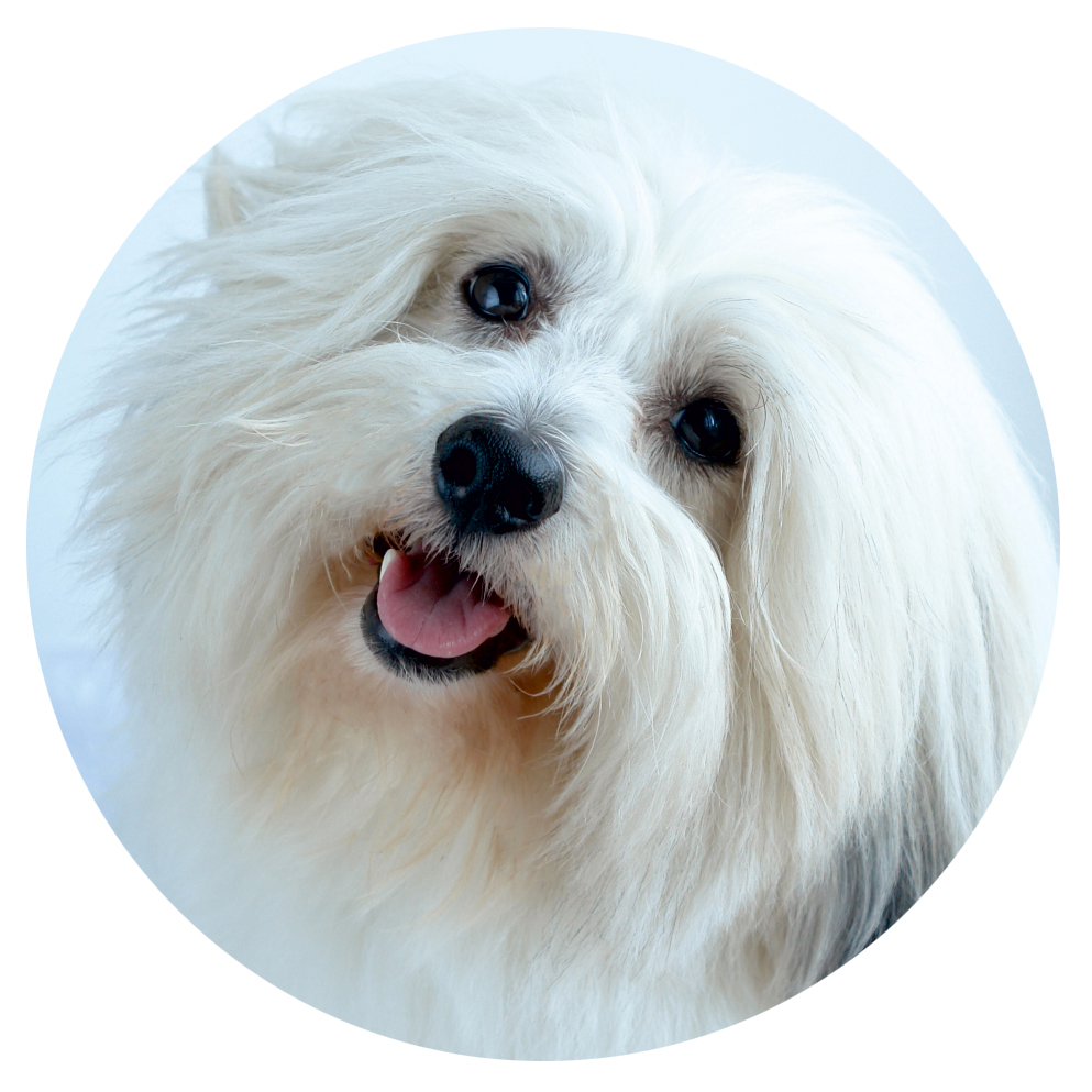 O Klubu - Bichon
